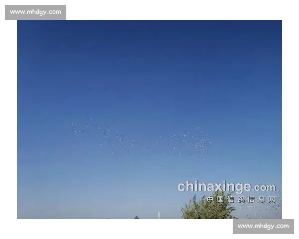 以公平竞技为核心的现代信鸽比赛规则与执行标准解析体系研究框架